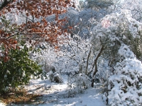DSCF5525